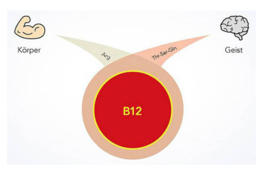 biovigor-schema-vitamina-aminoacidi-de