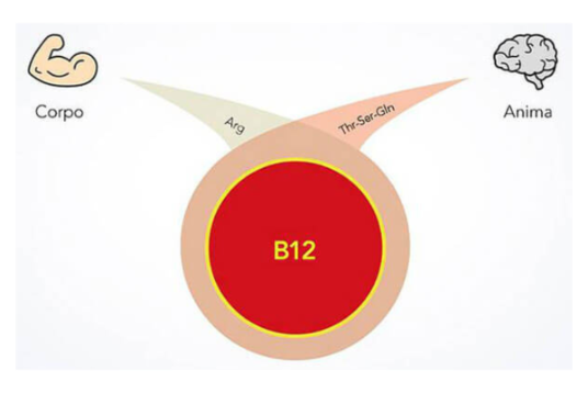 biovigor-schema-vitamina-aminoacidi