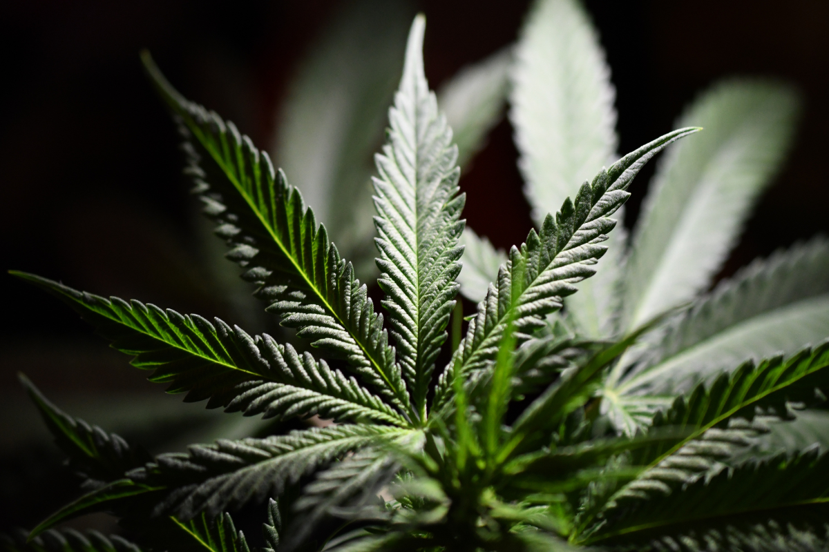 disfunzione-erettile-cause-marijuana