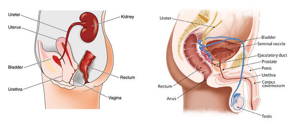 csm_Urogenitaltrakt_244d62e607