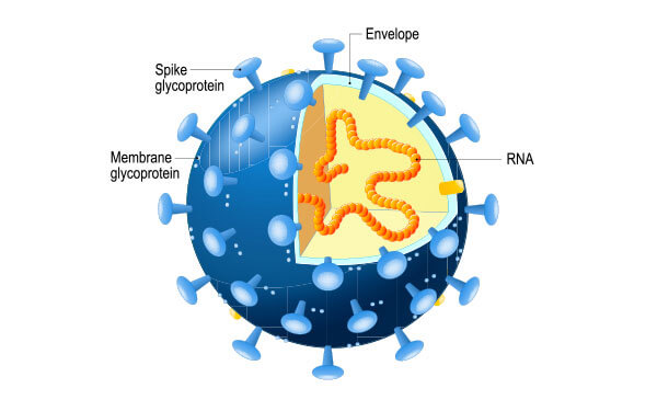 coronavirus