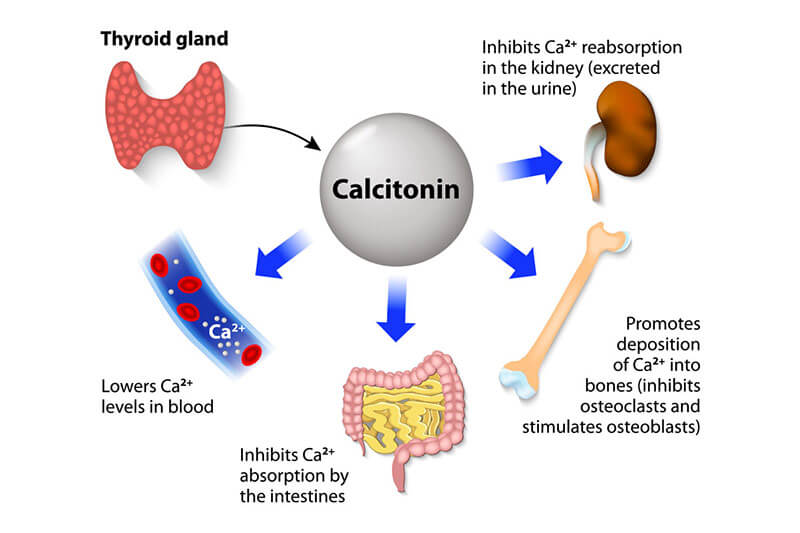 calcitonin