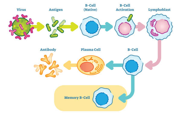 b-cell