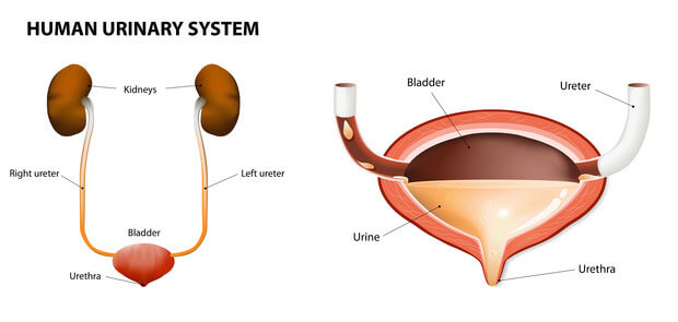 ureteri_vescica_urinaria