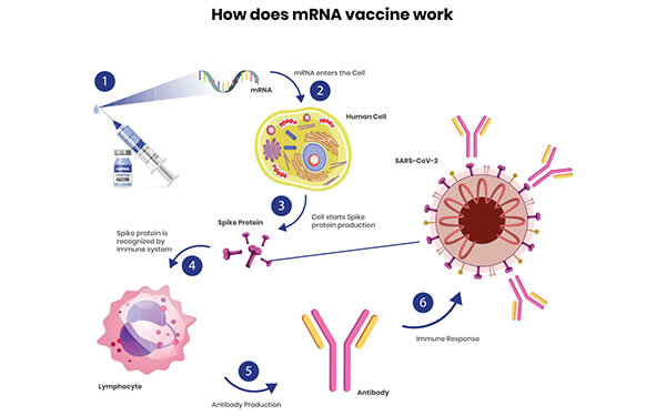 mrna