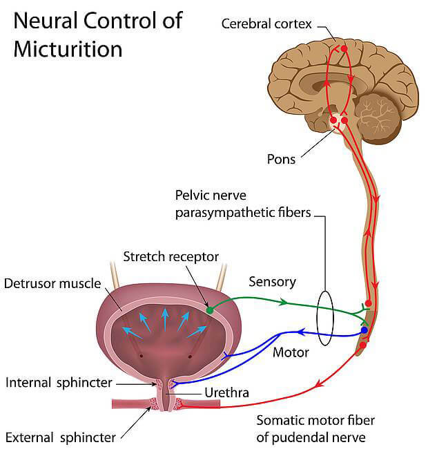 controllo_neuronale_minzione