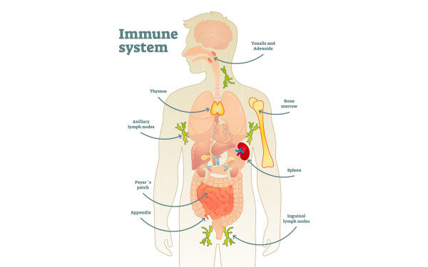 immune-system
