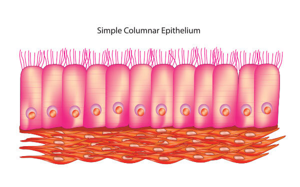 columnar-epithelium