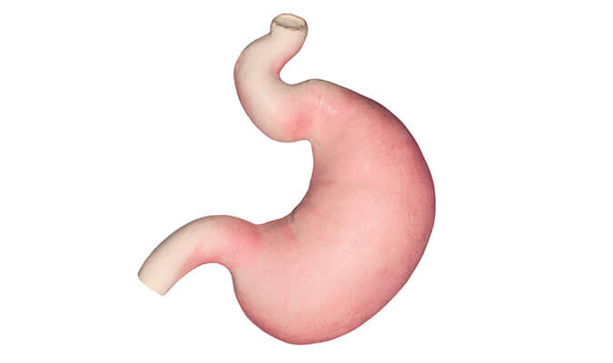stomaco