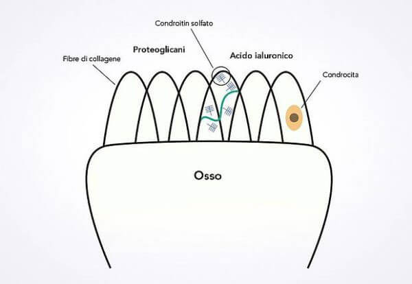 artrosi-ginocchio-artrosi-fibbre-collagene