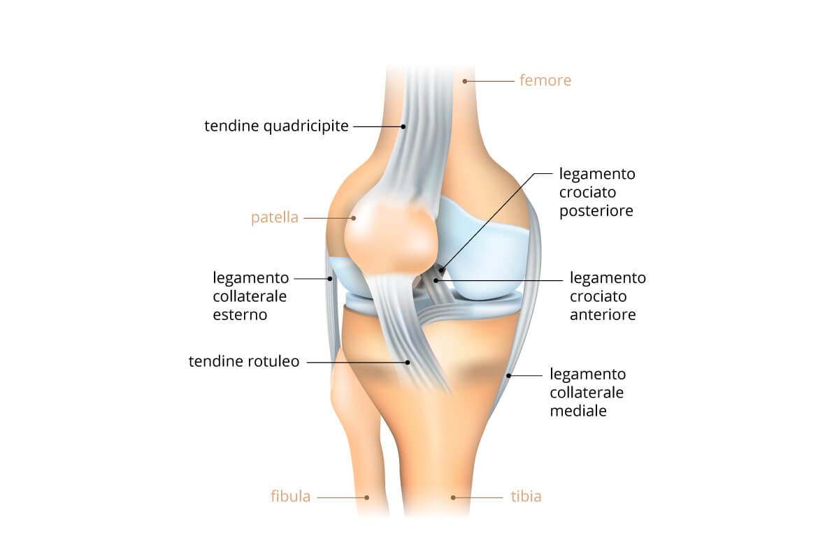 artrosi-articolazioni-legamenti-ginocchio_IT