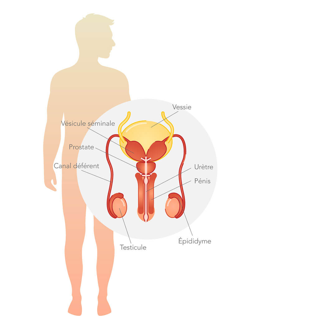 dysfonction-erectile-syst-reproducteur-masculin