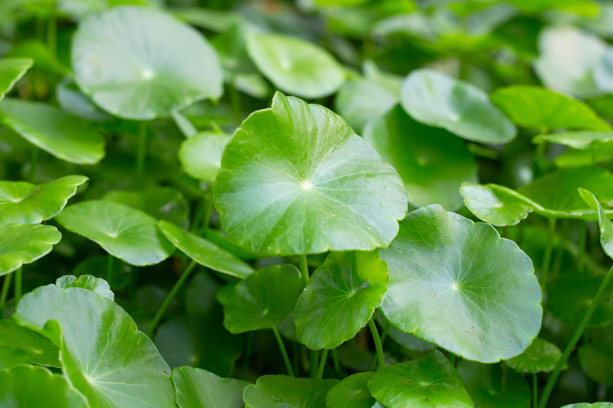 salute-intima-ialuna-centella-asiatica