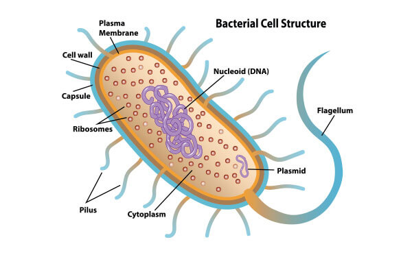bacteria